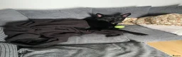 German Shepherd dogs for sale: Lucy  - Advert 7