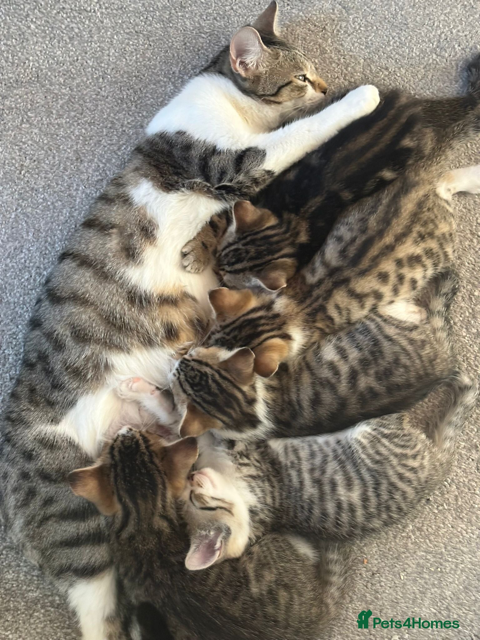 Mixed Breed cats The most adorable kittens for sale - Advert 3