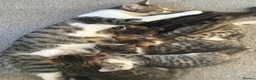 Mixed Breed cats for sale: The most adorable kittens for sale in London - Advert 1