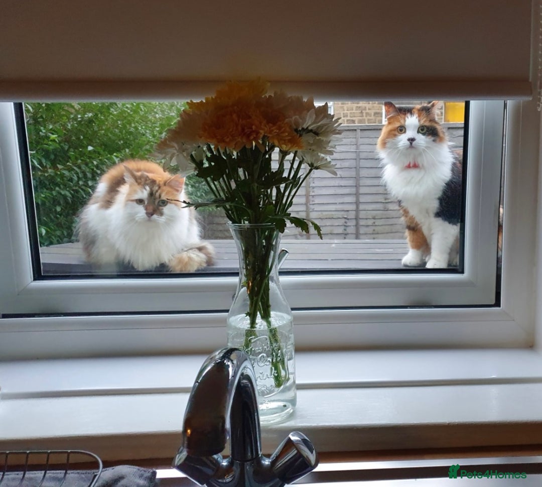 British Longhair cats for sale: Female sisters 🐾 - Image 1