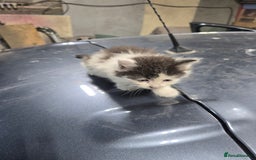 Ragcoon cats for sale: cats  - Image 10