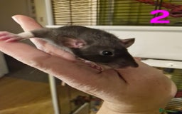Rat rodents for sale: 9 gorgeous Male Rats - Image 6