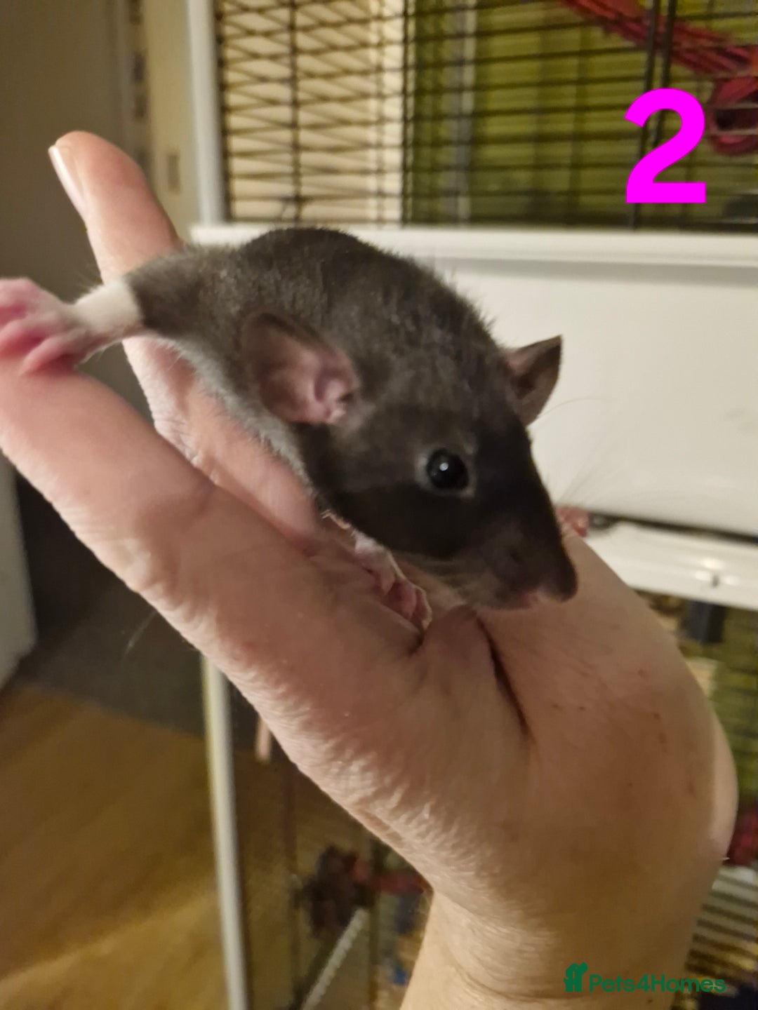 Rat rodents for sale: 9 gorgeous Male Rats - Image 6