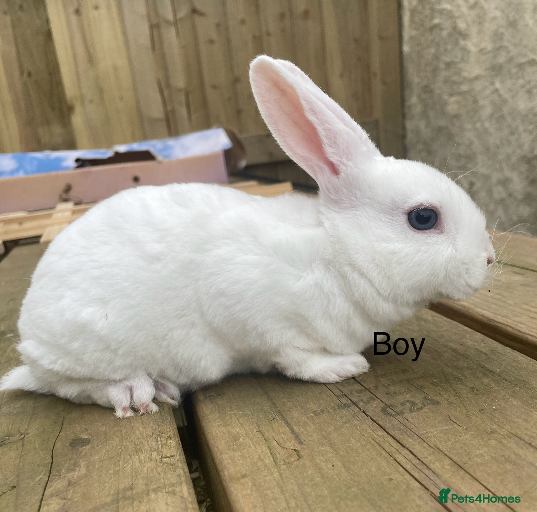Rex rabbits 💖Pure bred mini Rex litter 💖 - Advert 18