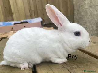 Rex rabbits 💖Pure bred mini Rex litter 💖 - Advert 18