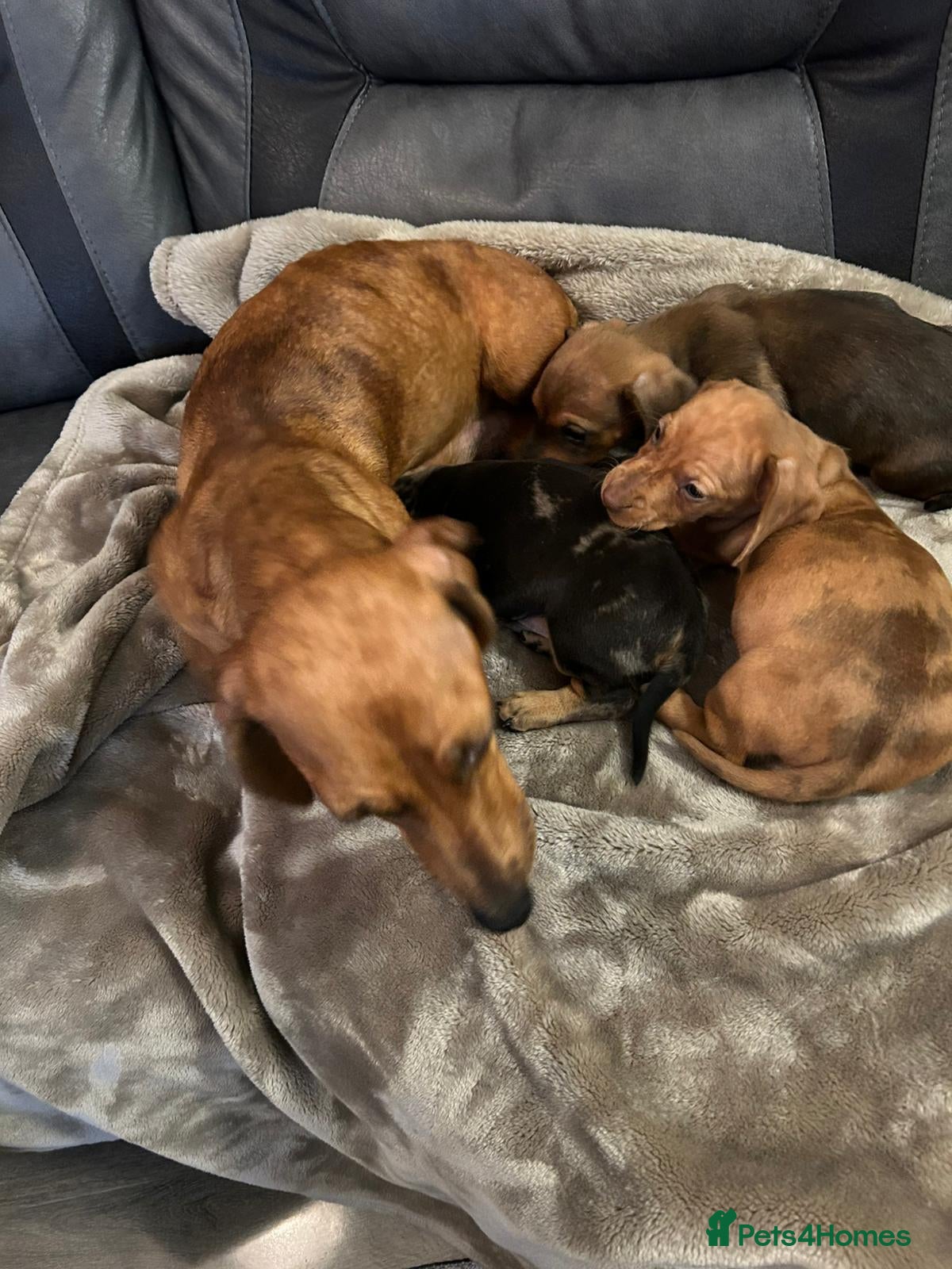 Miniature Dachshund dogs Miniature dachshund puppies  - Advert 2