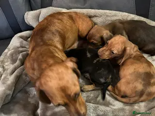 Miniature Dachshund dogs Miniature dachshund puppies - Advert 2