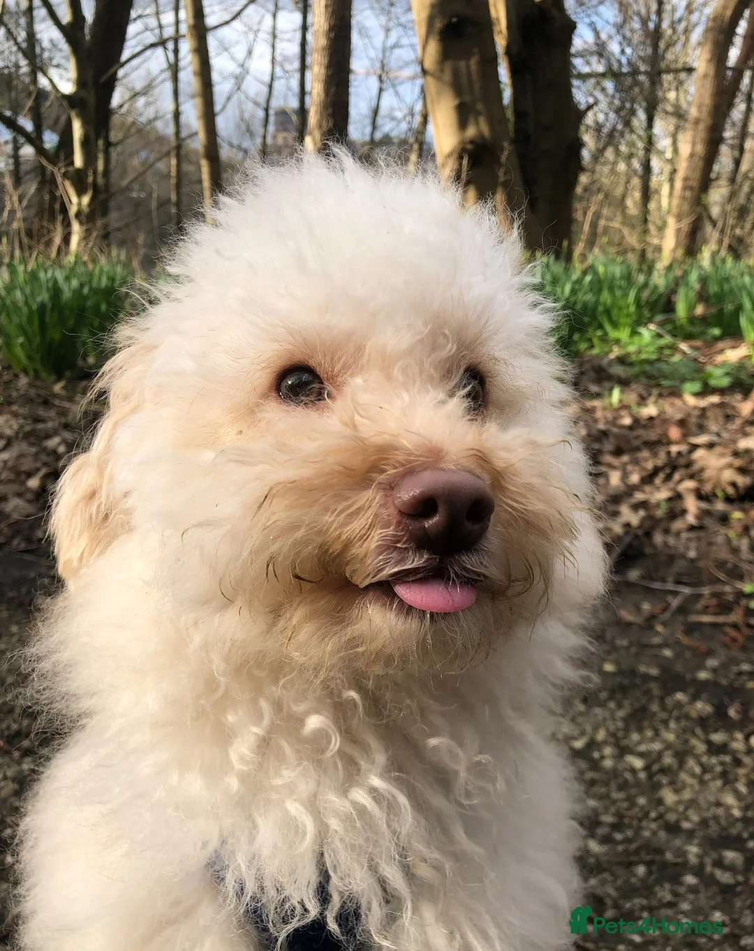 Maltipoo dogs for sale: Beautiful Maltipoo — Loving and Healthy  in Newcastle upon Tyne - Advert 1