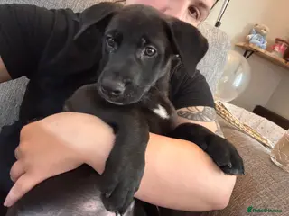 Mixed Breed dogs RARE BLUE EYE Sholly ** tiff x Husky - Advert 15