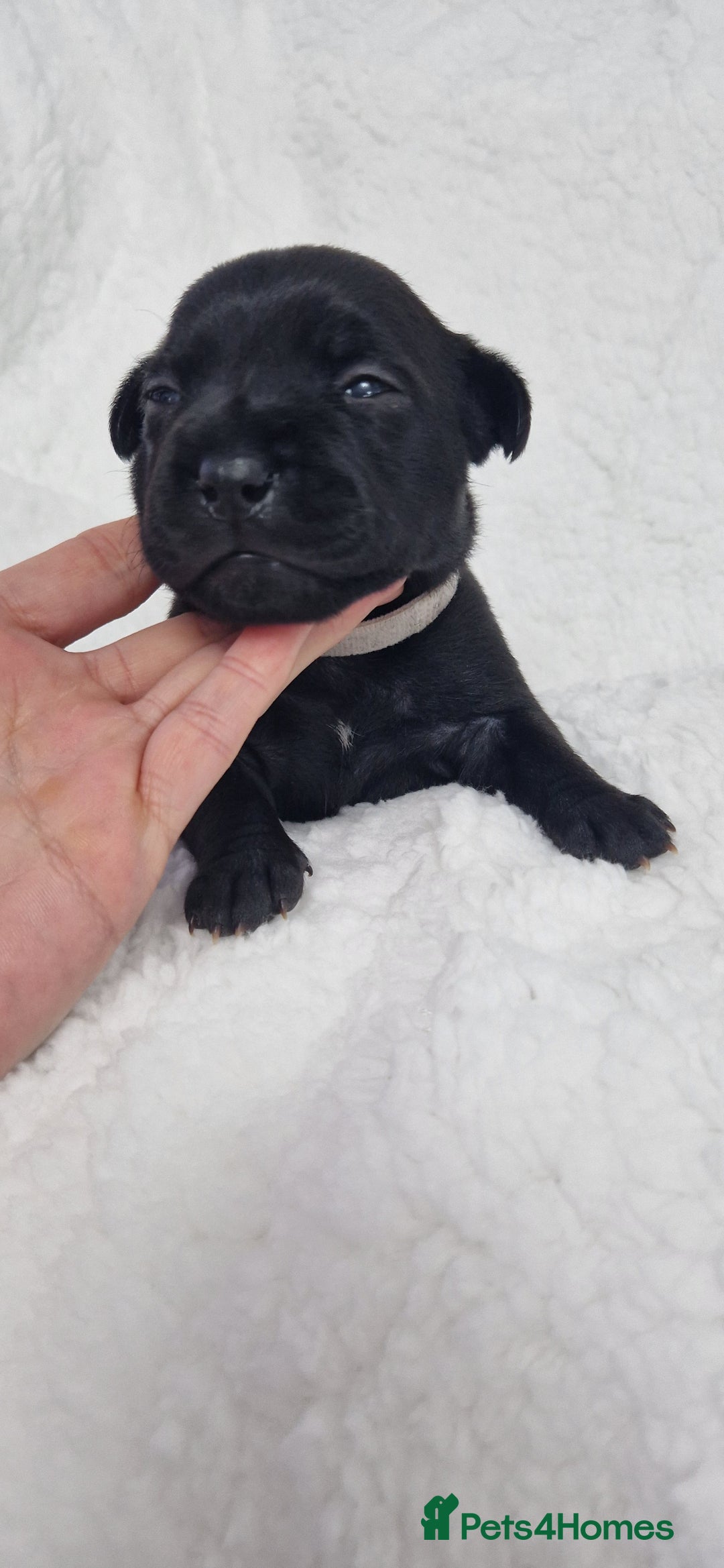 Staffordshire Bull Terrier dogs for sale: 4 Kc Reg Staffordshire Bull Terrier Females 🩷 - Advert 13