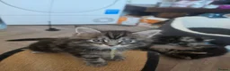 Maine Coon cats for sale: Beautiful purebred Main Coons kittens for sale  - Advert 24