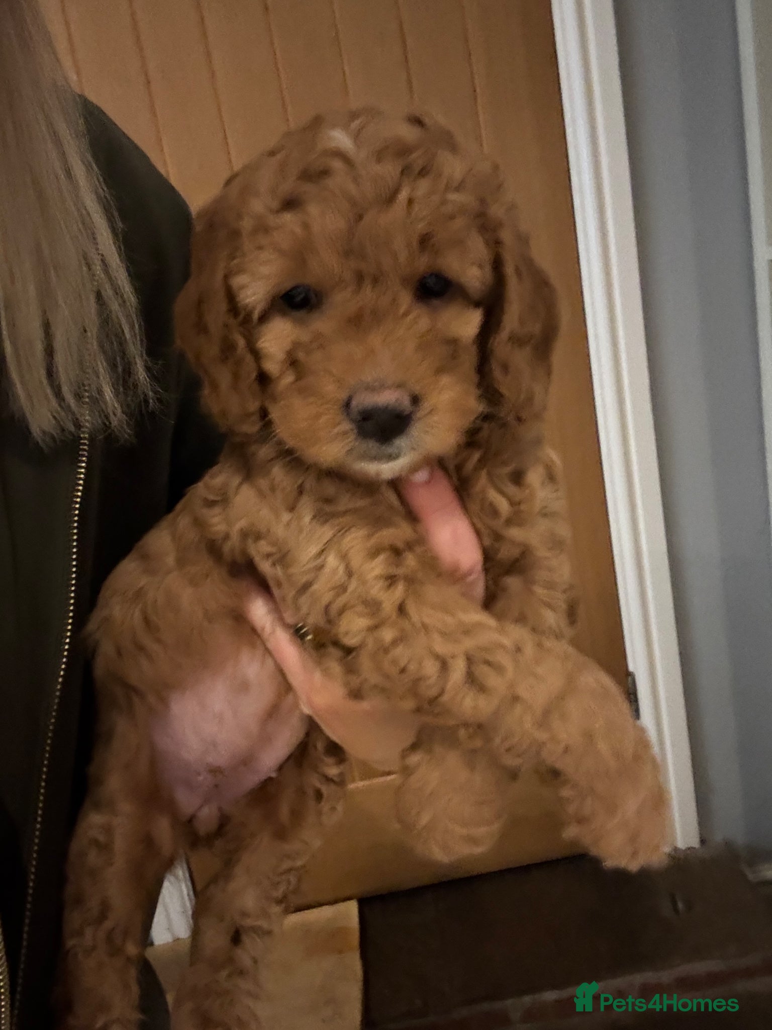 Cockapoo dogs Cockapoo puppies  - Advert 16