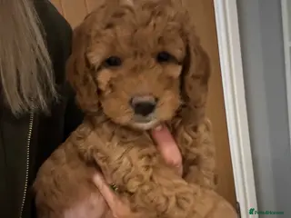 Cockapoo dogs Cockapoo puppies - Advert 16