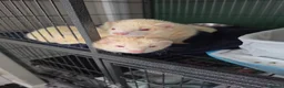 Ferret rodents for sale: 2 male ferrets  - Advert 1
