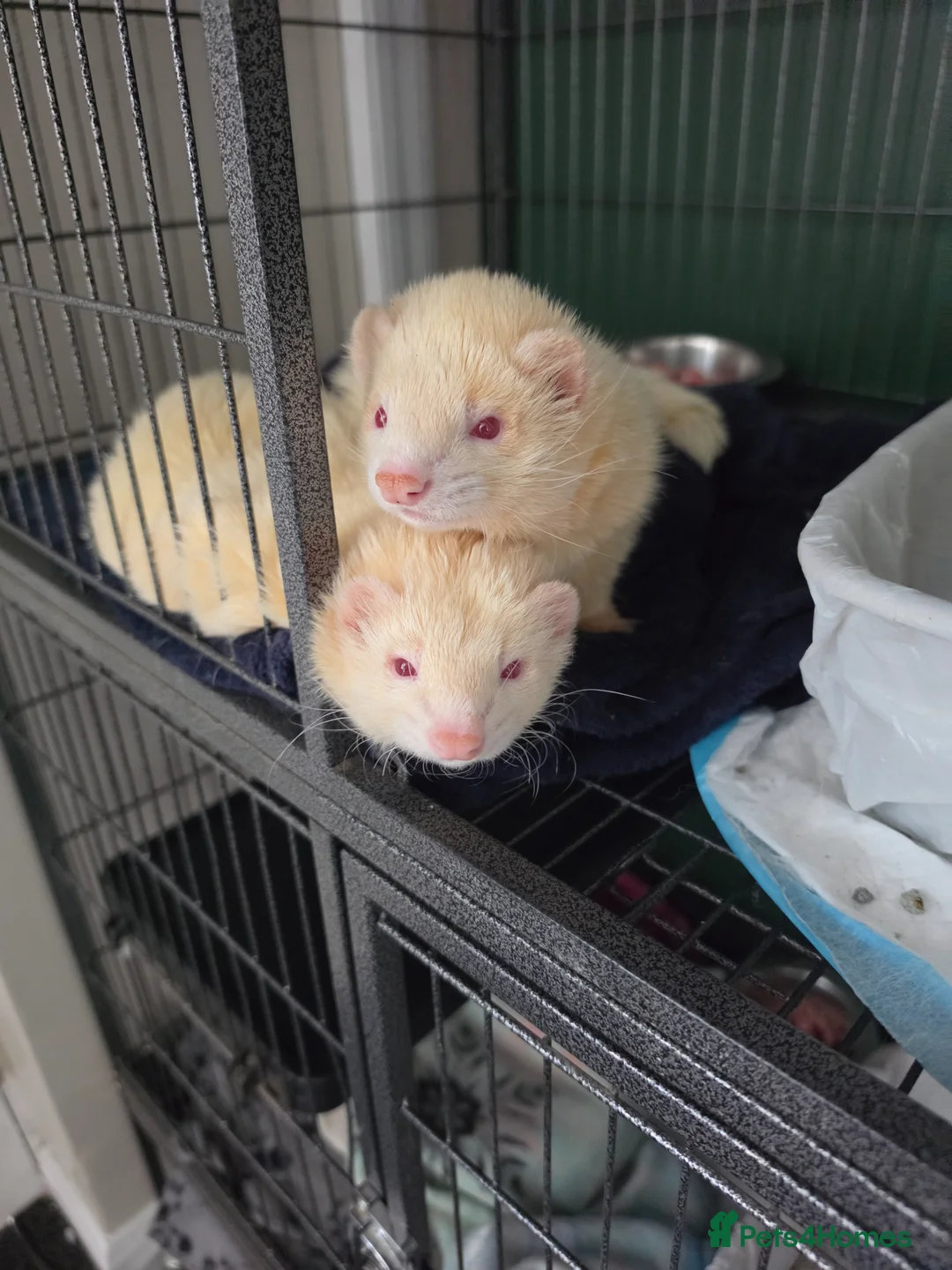 Ferret rodents for sale: 2 male ferrets  - Advert 1