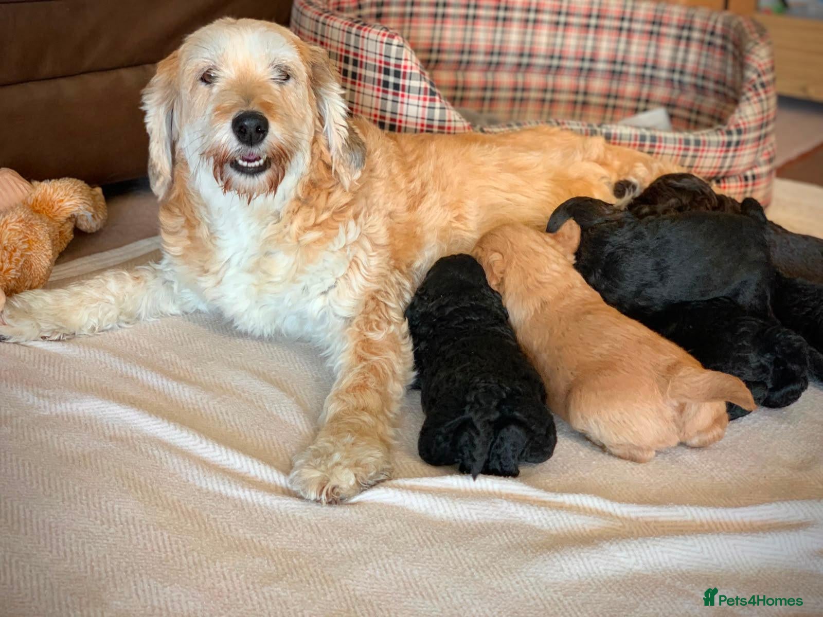 Labradoodle dogs Beautiful mini labradoodles puppies - Advert 5