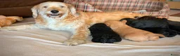 Labradoodle dogs for sale: Beautiful mini labradoodles puppies - Advert 1