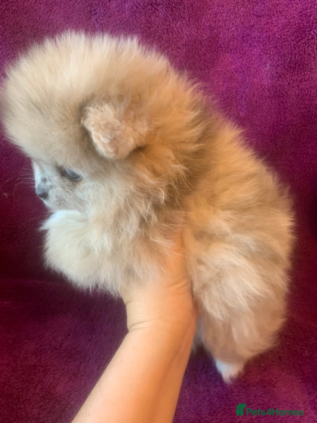 Pomeranian dogs for sale: Rainbow Litter with TAN POINTS - Image 8