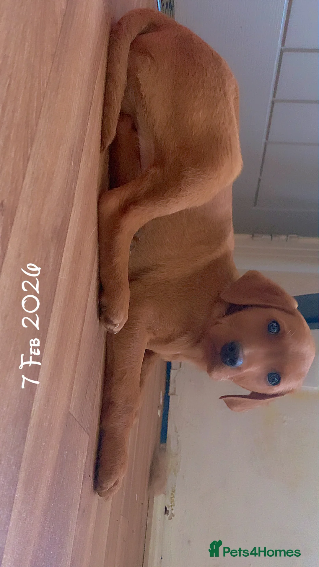 Labrador Retriever dogs for sale: beautiful male fox red Labrador retriver puppy  - Advert 5