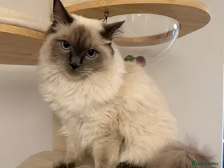 Ragdoll cats Bluepoint Ragdoll Boy - 9 months old Kitten - Advert 3