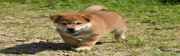 Japanese Shiba Inu dogs for sale: Exceptional Japanese Shiba Inu Puppies - Advert 26