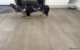 French Bulldog dogs for sale: Make French bulldog - Image 2