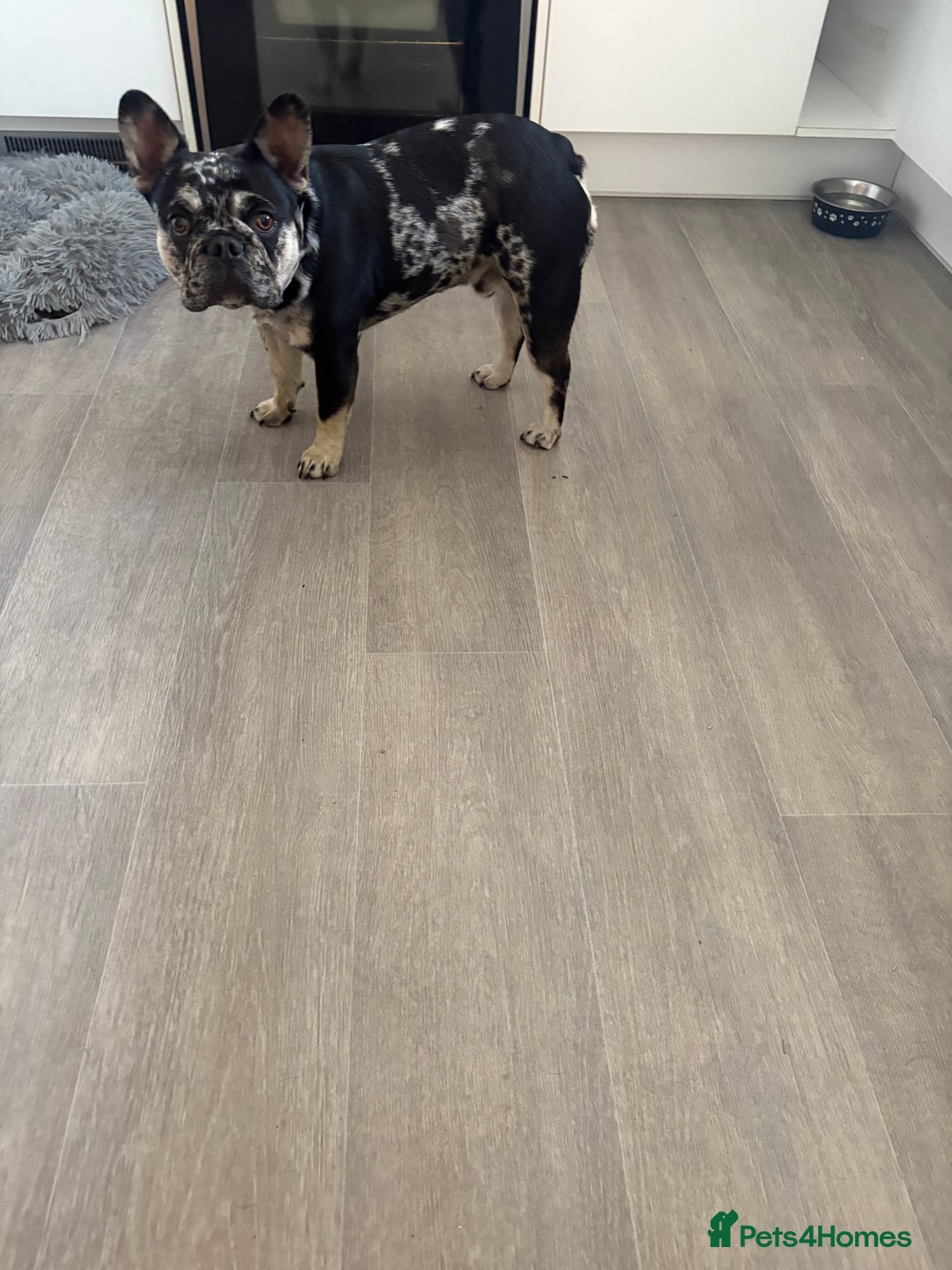 French Bulldog dogs for sale: Make French bulldog - Image 2