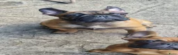 French Bulldog dogs for sale: Standard red fawn/pied French bulldog - Advert 4