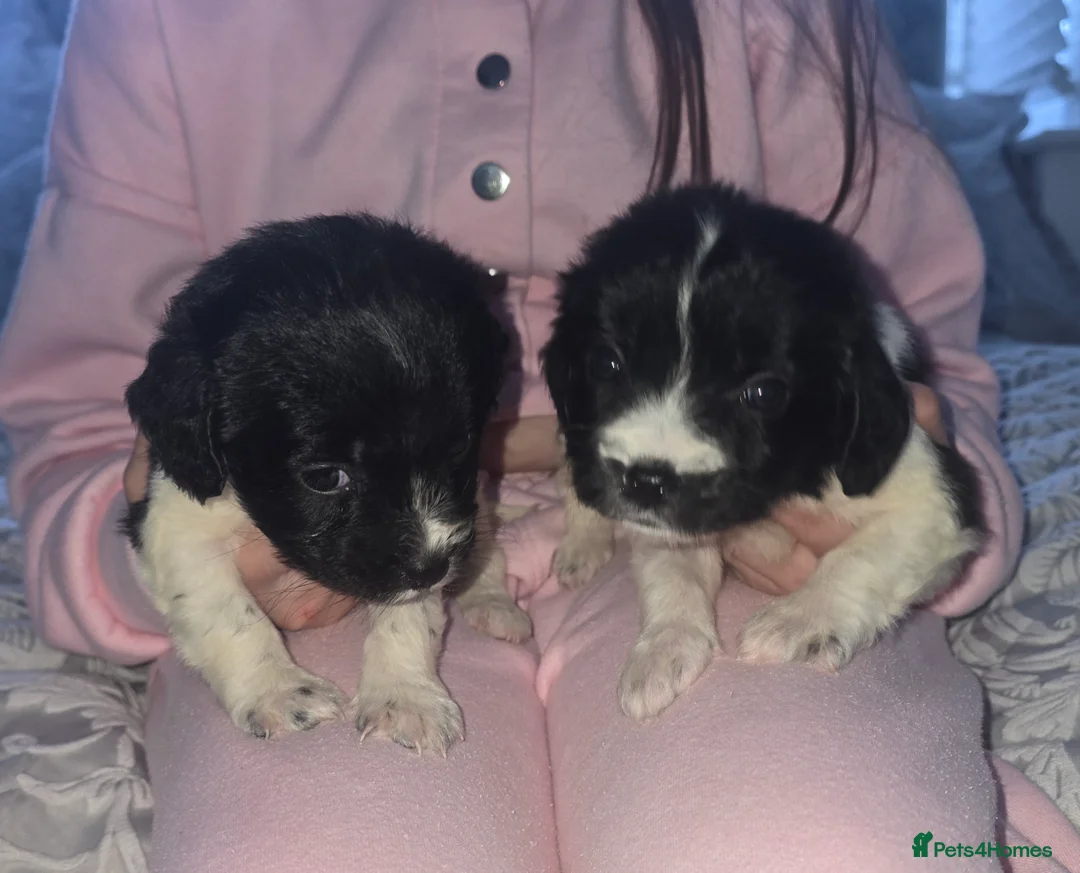 Maltipoo dogs for sale: Maltipoo puppies  - Advert 3