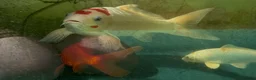 Koi Carp fish for sale: Koi Carp ‘Roy the Koi’ very friendly  in Chelmsford - Advert 2