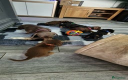 Miniature Dachshund dogs for sale: Miniature Dachshund puppies Longhaired & Smooth  - Image 23