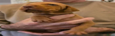 Hungarian Vizsla - Brown