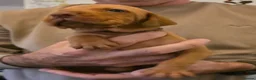 Hungarian Vizsla dogs for sale: Hungarian Vizsla Puppies  - Advert 13