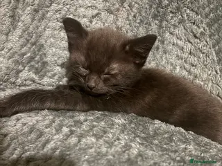 Mixed Breed cats Kittens - Advert 15