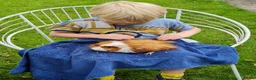 Guinea Pig rodents for sale: Herd of guinea pigs for sale in Chippenham - Advert 5