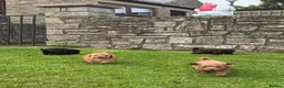 Yorkiepoo dogs for sale: Yorkipoo Boy Puppies  in Bishop Auckland - Advert 10
