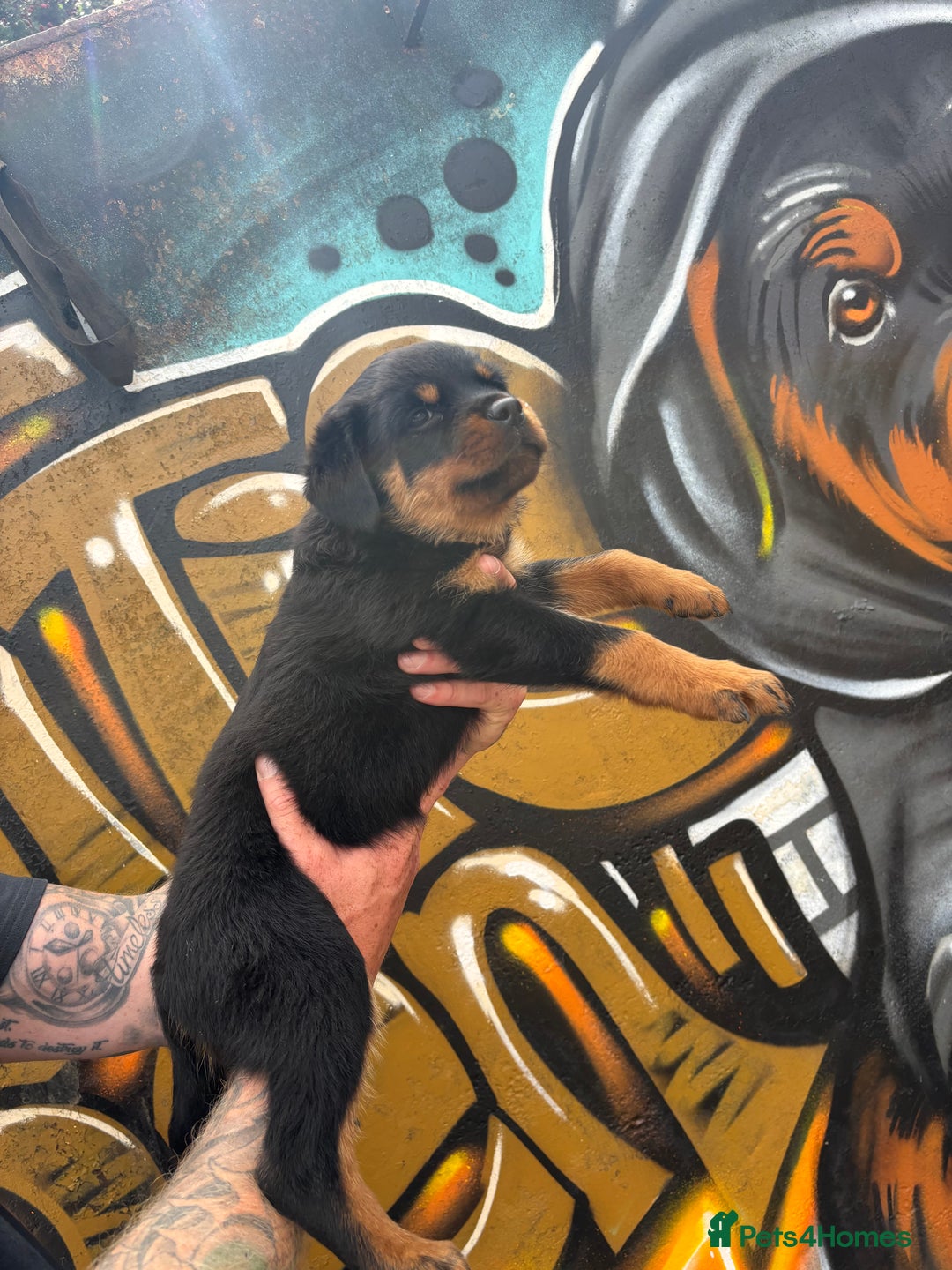 Rottweiler dogs for sale:  Rottweiler Puppies - READY NOW! 2 LEFT!  - Image 26