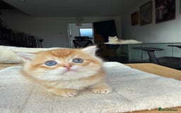 British Shorthair cats for sale: GCCF BSH Last Chocolate Golden Female Kitten Left - Image 23