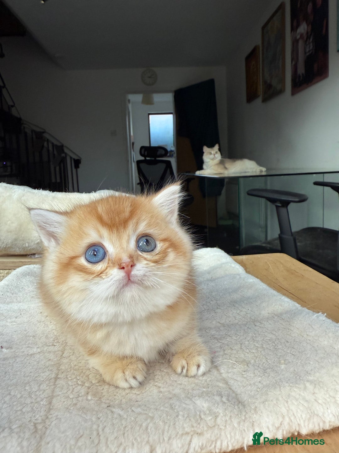 British Shorthair cats for sale: GCCF BSH Last Chocolate Golden Female Kitten Left - Image 23