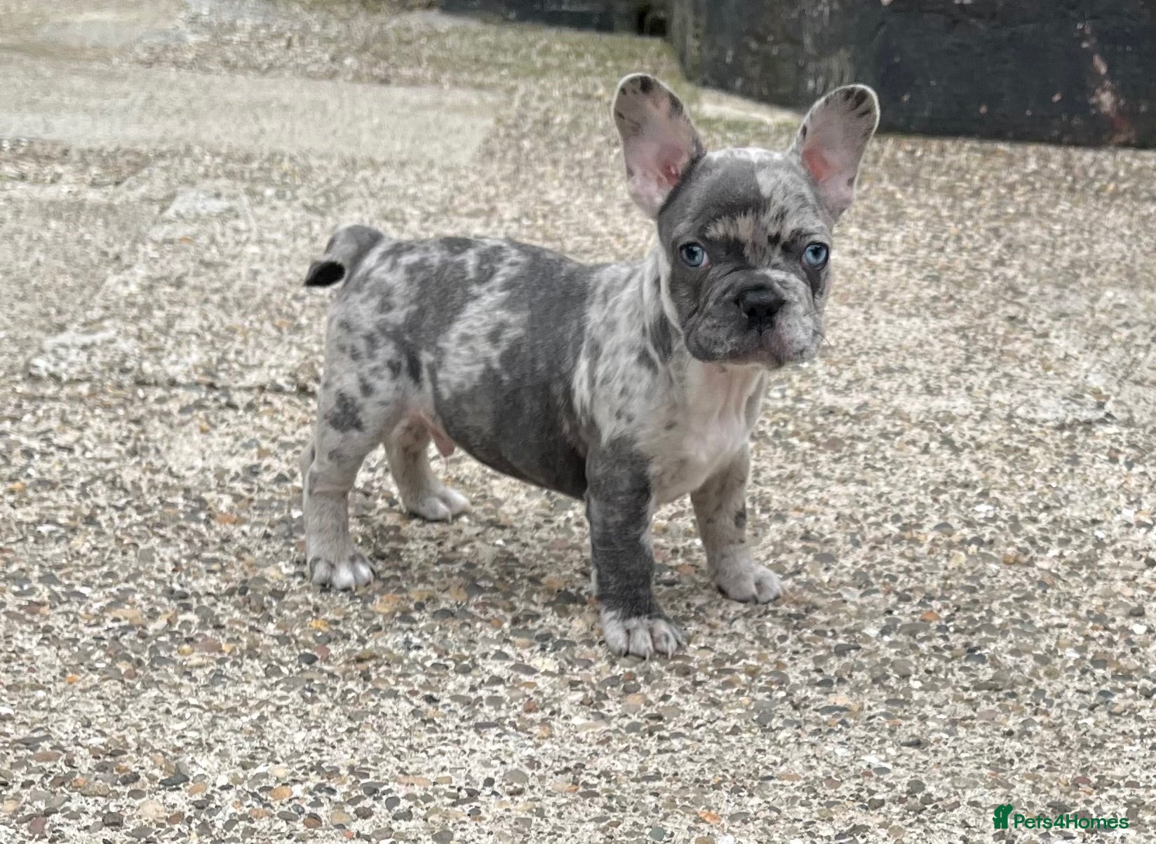 French Bulldog dogs Reggie last beautiful French bulldog male  - Advert 4