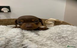 Dachshund dogs for sale: Dachshund puppies  - Image 6