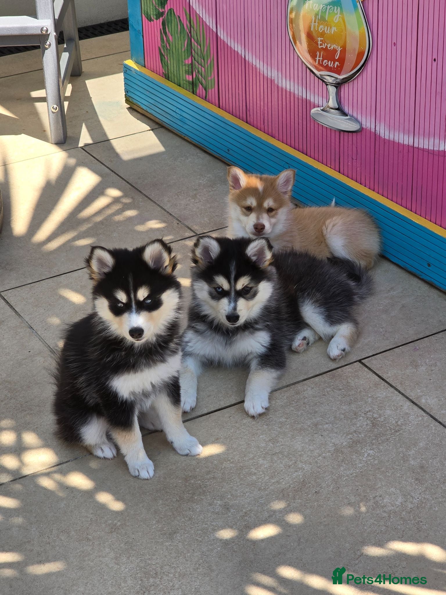 Pomsky dogs POMSKY PERFECT MARKINGS  - Advert 1