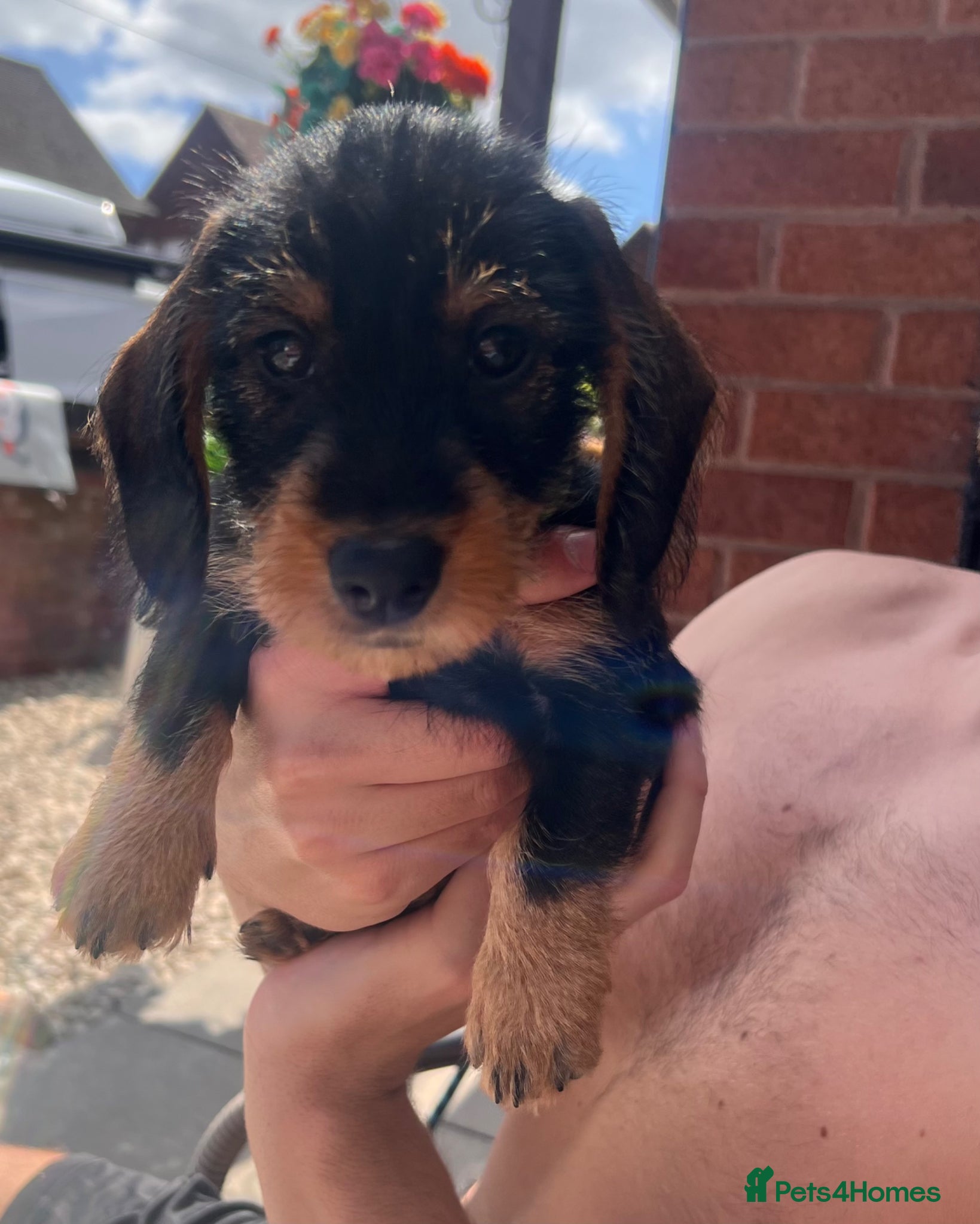 Dachshund dogs READY To LEAVE dachshund wire haired puppy’s  - Advert 5