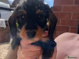 Dachshund dogs READY To LEAVE dachshund wire haired puppy’s - Advert 5