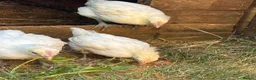 Chickens poultry for sale: 3 brasse chicks   - Advert 5