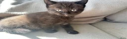 Ragdoll cats for sale: Super fluffy little girl  - Advert 2