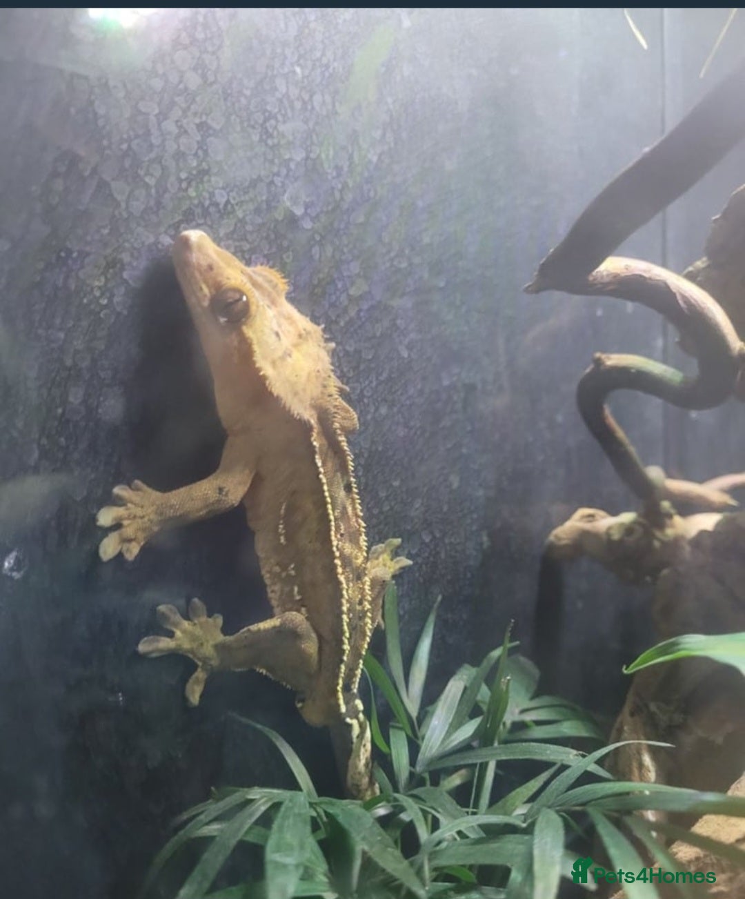 Leopard Gecko reptiles for sale: Leopard Gecko - Image 2