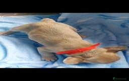 French Bulldog dogs for sale: French bulldog puppies  - Image 5