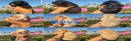 Mixed Breed dogs for sale: Ready to leave!!! - Advert 25