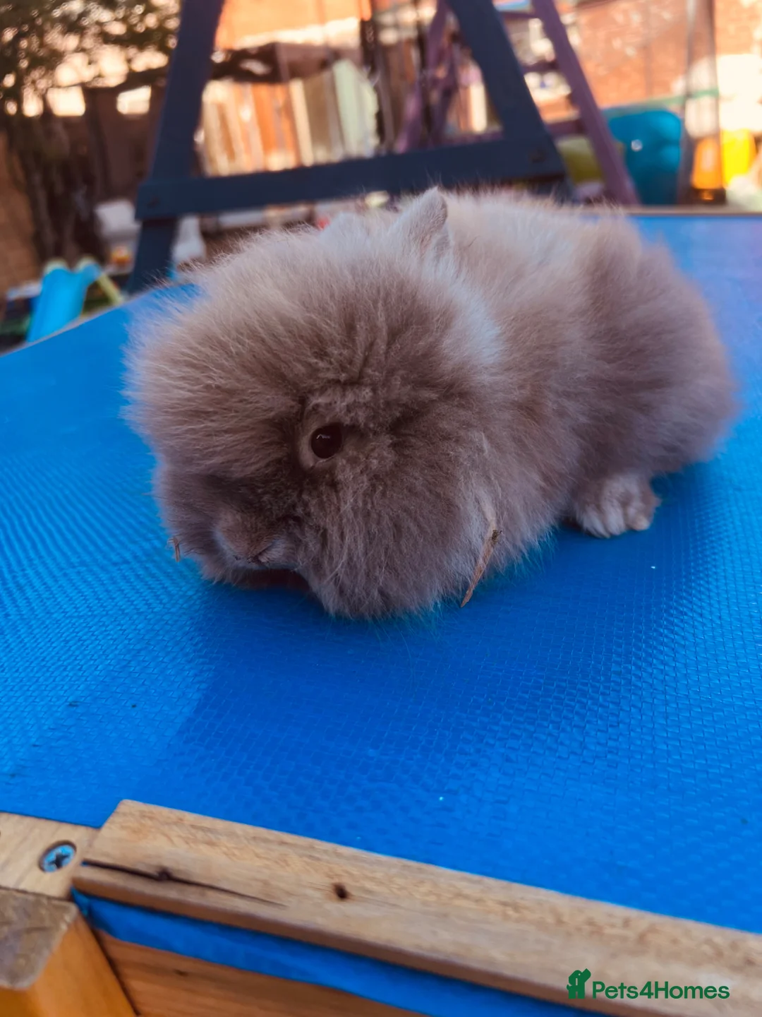 Lionhead rabbits for sale: Baby lionhead - Advert 1